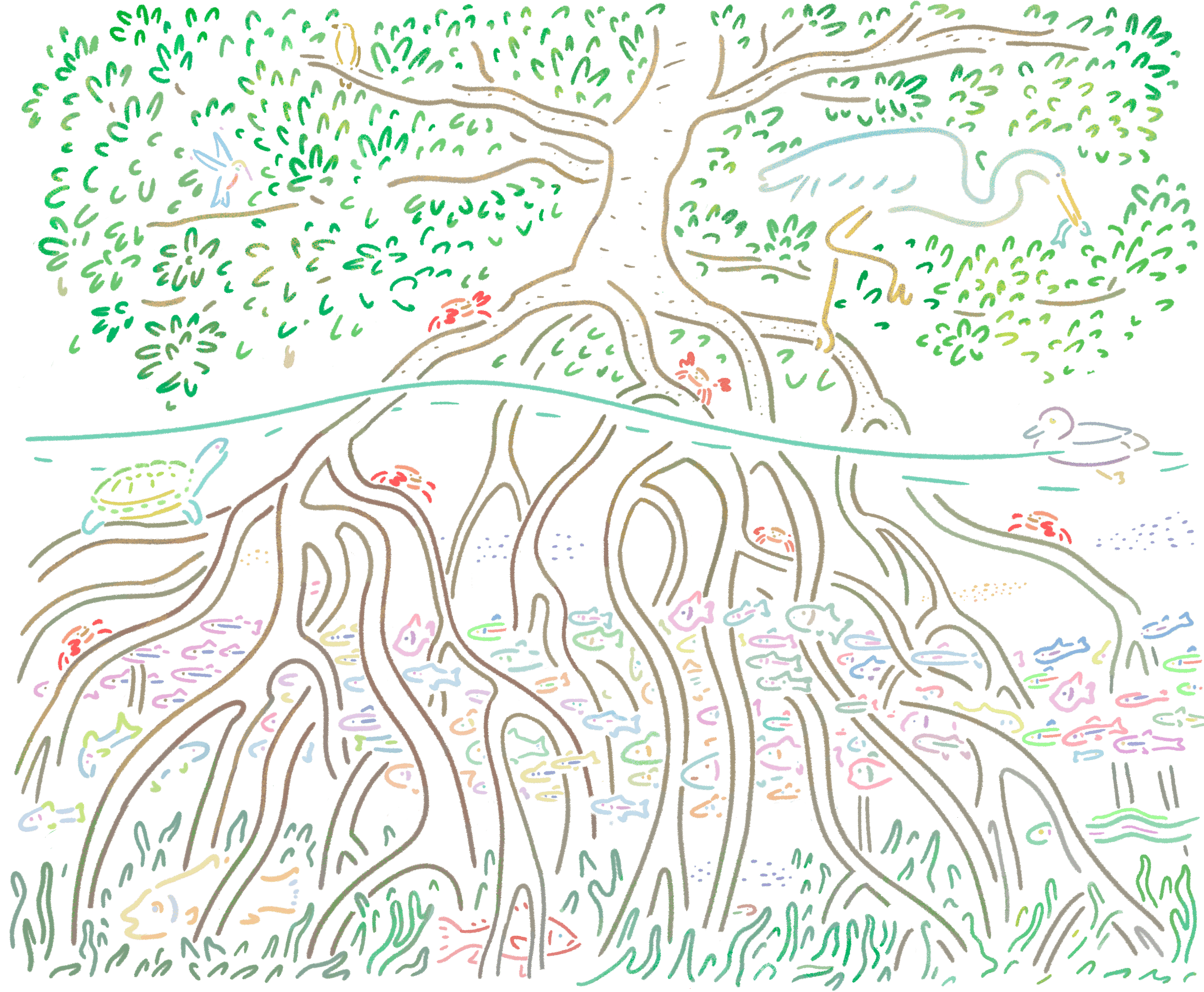 Mangrove brand illustration